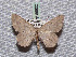  ( - BC ZSM Lep 65602)  @13 [ ] Copyright (2012) Axel Hausmann/Bavarian State Collection of Zoology (ZSM) SNSB, Zoologische Staatssammlung Muenchen