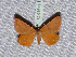  ( - BC ZSM Lep 65611)  @11 [ ] Copyright (2012) Axel Hausmann/Bavarian State Collection of Zoology (ZSM) SNSB, Zoologische Staatssammlung Muenchen