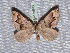  ( - BC ZSM Lep 65612)  @13 [ ] Copyright (2012) Axel Hausmann/Bavarian State Collection of Zoology (ZSM) SNSB, Zoologische Staatssammlung Muenchen