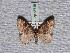  ( - BC ZSM Lep 65618)  @13 [ ] Copyright (2012) Axel Hausmann/Bavarian State Collection of Zoology (ZSM) SNSB, Zoologische Staatssammlung Muenchen