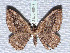  ( - BC ZSM Lep 65649)  @13 [ ] Copyright (2012) Axel Hausmann/Bavarian State Collection of Zoology (ZSM) SNSB, Zoologische Staatssammlung Muenchen