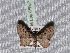  ( - BC ZSM Lep 65667)  @12 [ ] Copyright (2012) Axel Hausmann/Bavarian State Collection of Zoology (ZSM) SNSB, Zoologische Staatssammlung Muenchen