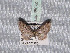  ( - BC ZSM Lep 65672)  @13 [ ] Copyright (2012) Axel Hausmann/Bavarian State Collection of Zoology (ZSM) SNSB, Zoologische Staatssammlung Muenchen
