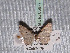  ( - BC ZSM Lep 65677)  @12 [ ] Copyright (2012) Axel Hausmann/Bavarian State Collection of Zoology (ZSM) SNSB, Zoologische Staatssammlung Muenchen