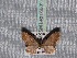  ( - BC ZSM Lep 65681)  @13 [ ] Copyright (2012) Axel Hausmann/Bavarian State Collection of Zoology (ZSM) SNSB, Zoologische Staatssammlung Muenchen