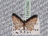  ( - BC ZSM Lep 65682)  @13 [ ] Copyright (2012) Axel Hausmann/Bavarian State Collection of Zoology (ZSM) SNSB, Zoologische Staatssammlung Muenchen