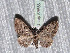  ( - BC ZSM Lep 65686)  @13 [ ] Copyright (2012) Axel Hausmann/Bavarian State Collection of Zoology (ZSM) SNSB, Zoologische Staatssammlung Muenchen