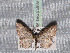  ( - BC ZSM Lep 65689)  @13 [ ] Copyright (2012) Axel Hausmann/Bavarian State Collection of Zoology (ZSM) SNSB, Zoologische Staatssammlung Muenchen