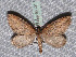 ( - BC ZSM Lep 65691)  @13 [ ] Copyright (2012) Axel Hausmann/Bavarian State Collection of Zoology (ZSM) SNSB, Zoologische Staatssammlung Muenchen