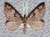 ( - BC ZSM Lep 65693)  @13 [ ] Copyright (2012) Axel Hausmann/Bavarian State Collection of Zoology (ZSM) SNSB, Zoologische Staatssammlung Muenchen