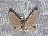  ( - BC ZSM Lep 65694)  @13 [ ] Copyright (2012) Axel Hausmann/Bavarian State Collection of Zoology (ZSM) SNSB, Zoologische Staatssammlung Muenchen