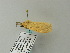  ( - BC ZSM Lep 65719)  @12 [ ] CreativeCommons - Attribution Non-Commercial Share-Alike (2012) Axel Hausmann/Bavarian State Collection of Zoology (ZSM) SNSB, Zoologische Staatssammlung Muenchen