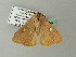  ( - BC ZSM Lep 65747)  @13 [ ] CreativeCommons - Attribution Non-Commercial Share-Alike (2012) Axel Hausmann/Bavarian State Collection of Zoology (ZSM) SNSB, Zoologische Staatssammlung Muenchen