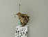  ( - BC ZSM Lep 65752)  @12 [ ] CreativeCommons - Attribution Non-Commercial Share-Alike (2012) Axel Hausmann/Bavarian State Collection of Zoology (ZSM) SNSB, Zoologische Staatssammlung Muenchen