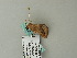  ( - BC ZSM Lep 65755)  @12 [ ] CreativeCommons - Attribution Non-Commercial Share-Alike (2012) Axel Hausmann/Bavarian State Collection of Zoology (ZSM) SNSB, Zoologische Staatssammlung Muenchen