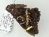  ( - BC ZSM Lep 65768)  @13 [ ] CreativeCommons - Attribution Non-Commercial Share-Alike (2012) Axel Hausmann/Bavarian State Collection of Zoology (ZSM) SNSB, Zoologische Staatssammlung Muenchen