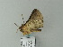  ( - BC ZSM Lep 65774)  @12 [ ] CreativeCommons - Attribution Non-Commercial Share-Alike (2012) Axel Hausmann/Bavarian State Collection of Zoology (ZSM) SNSB, Zoologische Staatssammlung Muenchen