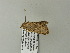  ( - BC ZSM Lep 65775)  @13 [ ] CreativeCommons - Attribution Non-Commercial Share-Alike (2012) Axel Hausmann/Bavarian State Collection of Zoology (ZSM) SNSB, Zoologische Staatssammlung Muenchen