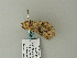  ( - BC ZSM Lep 65776)  @13 [ ] CreativeCommons - Attribution Non-Commercial Share-Alike (2012) Axel Hausmann/Bavarian State Collection of Zoology (ZSM) SNSB, Zoologische Staatssammlung Muenchen