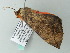  ( - BC ZSM Lep 65778)  @12 [ ] CreativeCommons - Attribution Non-Commercial Share-Alike (2012) Axel Hausmann/Bavarian State Collection of Zoology (ZSM) SNSB, Zoologische Staatssammlung Muenchen
