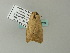  ( - BC ZSM Lep 65789)  @12 [ ] CreativeCommons - Attribution Non-Commercial Share-Alike (2012) Axel Hausmann/Bavarian State Collection of Zoology (ZSM) SNSB, Zoologische Staatssammlung Muenchen