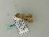  ( - BC ZSM Lep 65791)  @13 [ ] CreativeCommons - Attribution Non-Commercial Share-Alike (2012) Axel Hausmann/Bavarian State Collection of Zoology (ZSM) SNSB, Zoologische Staatssammlung Muenchen