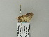  ( - BC ZSM Lep 65991)  @12 [ ] CreativeCommons - Attribution Non-Commercial Share-Alike (2012) Axel Hausmann/Bavarian State Collection of Zoology (ZSM) SNSB, Zoologische Staatssammlung Muenchen
