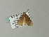  ( - BC ZSM Lep 66015)  @12 [ ] CreativeCommons - Attribution Non-Commercial Share-Alike (2012) Axel Hausmann/Bavarian State Collection of Zoology (ZSM) SNSB, Zoologische Staatssammlung Muenchen