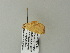  ( - BC ZSM Lep 66018)  @12 [ ] CreativeCommons - Attribution Non-Commercial Share-Alike (2012) Axel Hausmann/Bavarian State Collection of Zoology (ZSM) SNSB, Zoologische Staatssammlung Muenchen