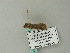  ( - BC ZSM Lep 66024)  @12 [ ] CreativeCommons - Attribution Non-Commercial Share-Alike (2012) Axel Hausmann/Bavarian State Collection of Zoology (ZSM) SNSB, Zoologische Staatssammlung Muenchen