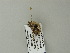  ( - BC ZSM Lep 66042)  @12 [ ] CreativeCommons - Attribution Non-Commercial Share-Alike (2012) Axel Hausmann/Bavarian State Collection of Zoology (ZSM) SNSB, Zoologische Staatssammlung Muenchen