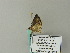  ( - BC ZSM Lep 66043)  @12 [ ] CreativeCommons - Attribution Non-Commercial Share-Alike (2012) Axel Hausmann/Bavarian State Collection of Zoology (ZSM) SNSB, Zoologische Staatssammlung Muenchen