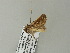  ( - BC ZSM Lep 66047)  @12 [ ] CreativeCommons - Attribution Non-Commercial Share-Alike (2012) Axel Hausmann/Bavarian State Collection of Zoology (ZSM) SNSB, Zoologische Staatssammlung Muenchen
