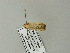  ( - BC ZSM Lep 66053)  @12 [ ] CreativeCommons - Attribution Non-Commercial Share-Alike (2012) Axel Hausmann/Bavarian State Collection of Zoology (ZSM) SNSB, Zoologische Staatssammlung Muenchen