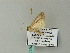  ( - BC ZSM Lep 66054)  @12 [ ] CreativeCommons - Attribution Non-Commercial Share-Alike (2012) Axel Hausmann/Bavarian State Collection of Zoology (ZSM) SNSB, Zoologische Staatssammlung Muenchen