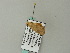  ( - BC ZSM Lep 66060)  @12 [ ] CreativeCommons - Attribution Non-Commercial Share-Alike (2012) Axel Hausmann/Bavarian State Collection of Zoology (ZSM) SNSB, Zoologische Staatssammlung Muenchen