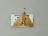  ( - BC ZSM Lep 66063)  @12 [ ] CreativeCommons - Attribution Non-Commercial Share-Alike (2012) Axel Hausmann/Bavarian State Collection of Zoology (ZSM) SNSB, Zoologische Staatssammlung Muenchen