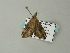  (Hypena holophaea - BC ZSM Lep 66068)  @12 [ ] CreativeCommons - Attribution Non-Commercial Share-Alike (2012) Axel Hausmann/Bavarian State Collection of Zoology (ZSM) SNSB, Zoologische Staatssammlung Muenchen
