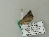 ( - BC ZSM Lep 66069)  @12 [ ] CreativeCommons - Attribution Non-Commercial Share-Alike (2012) Axel Hausmann/Bavarian State Collection of Zoology (ZSM) SNSB, Zoologische Staatssammlung Muenchen