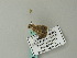 (Plecoptera cf. rufirena - BC ZSM Lep 66071)  @12 [ ] CreativeCommons - Attribution Non-Commercial Share-Alike (2012) Axel Hausmann/Bavarian State Collection of Zoology (ZSM) SNSB, Zoologische Staatssammlung Muenchen