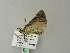  (Scotopteryx aelptes - BC ZSM Lep 66366)  @12 [ ] CreativeCommons - Attribution Non-Commercial Share-Alike (2012) Axel Hausmann/Bavarian State Collection of Zoology (ZSM) SNSB, Zoologische Staatssammlung Muenchen