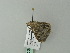  ( - BC ZSM Lep 66368)  @12 [ ] CreativeCommons - Attribution Non-Commercial Share-Alike (2012) Axel Hausmann/Bavarian State Collection of Zoology (ZSM) SNSB, Zoologische Staatssammlung Muenchen