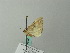  ( - BC ZSM Lep 66392)  @12 [ ] CreativeCommons - Attribution Non-Commercial Share-Alike (2012) Axel Hausmann/Bavarian State Collection of Zoology (ZSM) SNSB, Zoologische Staatssammlung Muenchen