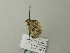  ( - BC ZSM Lep 66412)  @13 [ ] CreativeCommons - Attribution Non-Commercial Share-Alike (2012) Axel Hausmann/Bavarian State Collection of Zoology (ZSM) SNSB, Zoologische Staatssammlung Muenchen