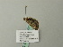  (Eupithecia AH07Gg - BC ZSM Lep 66431)  @12 [ ] CreativeCommons - Attribution Non-Commercial Share-Alike (2012) Axel Hausmann/Bavarian State Collection of Zoology (ZSM) SNSB, Zoologische Staatssammlung Muenchen
