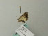  (Eupithecia AH11Gg - BC ZSM Lep 66436)  @13 [ ] CreativeCommons - Attribution Non-Commercial Share-Alike (2012) Axel Hausmann/Bavarian State Collection of Zoology (ZSM) SNSB, Zoologische Staatssammlung Muenchen