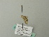  (Eupithecia AH23Gg - BC ZSM Lep 66452)  @12 [ ] CreativeCommons - Attribution Non-Commercial Share-Alike (2012) Axel Hausmann/Bavarian State Collection of Zoology (ZSM) SNSB, Zoologische Staatssammlung Muenchen