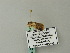  ( - BC ZSM Lep 66480)  @12 [ ] CreativeCommons - Attribution Non-Commercial Share-Alike (2012) Axel Hausmann/Bavarian State Collection of Zoology (ZSM) SNSB, Zoologische Staatssammlung Muenchen