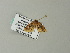  (Tegiapa larentiodes - BC ZSM Lep 66481)  @12 [ ] CreativeCommons - Attribution Non-Commercial Share-Alike (2012) Axel Hausmann/Bavarian State Collection of Zoology (ZSM) SNSB, Zoologische Staatssammlung Muenchen