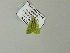 ( - BC ZSM Lep 66487)  @13 [ ] CreativeCommons - Attribution Non-Commercial Share-Alike (2012) Axel Hausmann/Bavarian State Collection of Zoology (ZSM) SNSB, Zoologische Staatssammlung Muenchen
